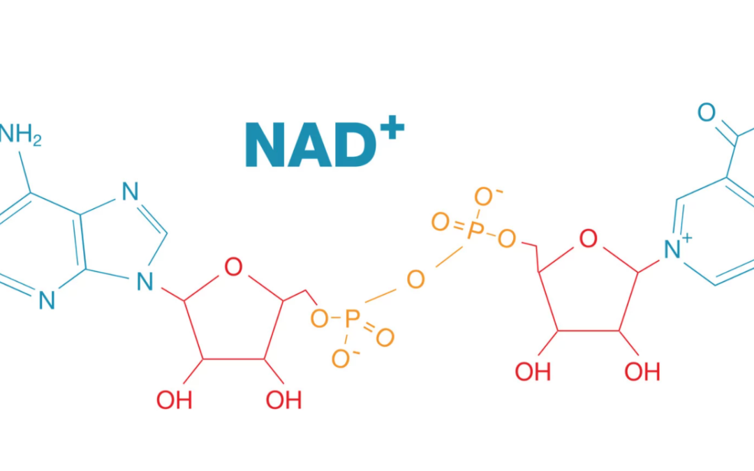 Support Longevity With NAD